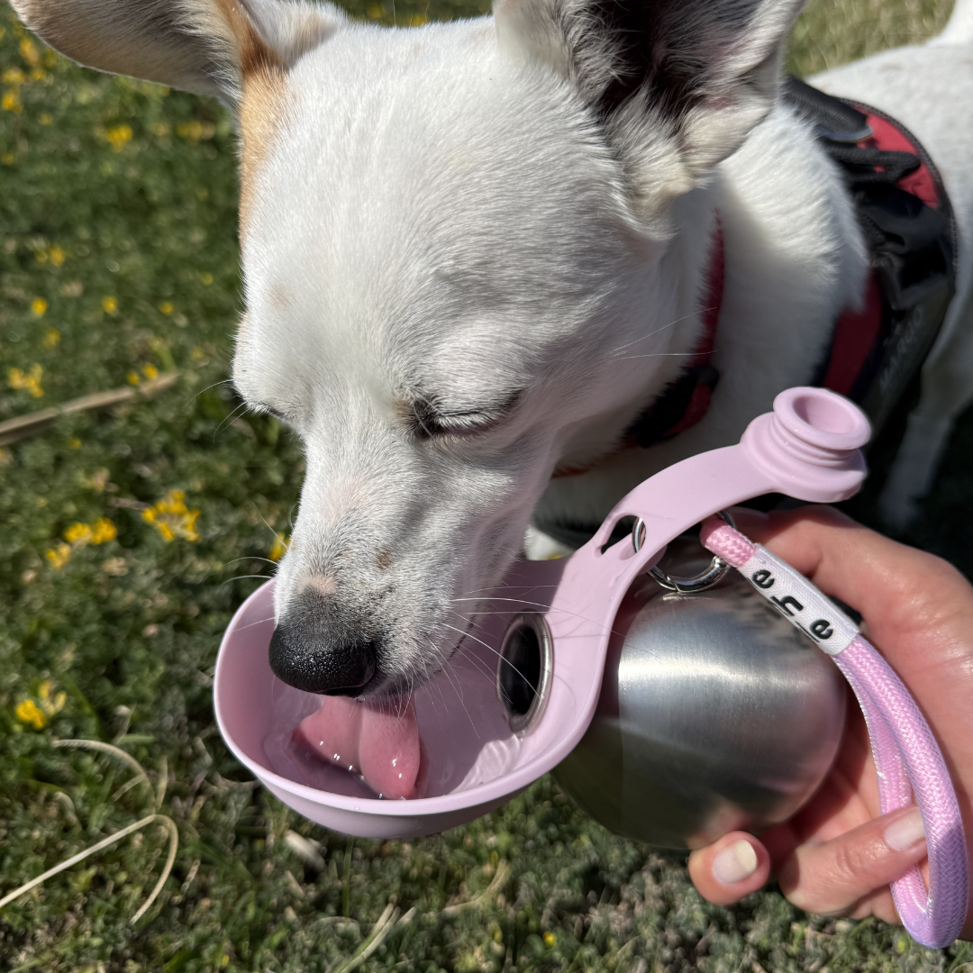 Pawpup™ Dog Water Bottle with Bowl